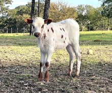 Roman Crown x Icons Safari Bull Calf
