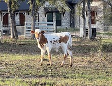 Silent Icon x Jazz Bull Calf