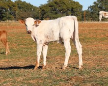 Romans 7 x Miss Christmas Bull Calf