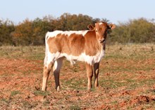 Roman Crown x Patriot Bull Calf