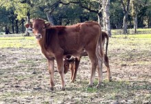 Roman Crown x Reba Bull Calf