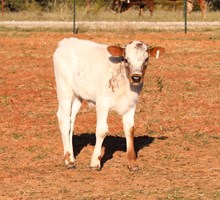 Romans 7 x Tejas Glory Bull Calf
