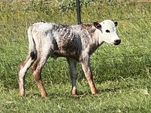 20 Gauge x Miss Christmas Bull Calf